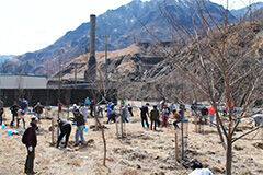 Afforestation activities in the former Asio Copper Mine